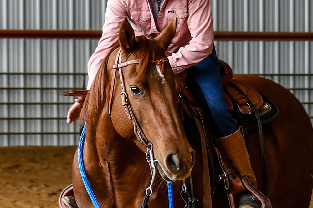 how to deal with stubborn horses